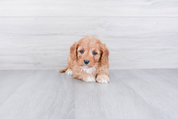 Cavapoo Puppy for Adoption