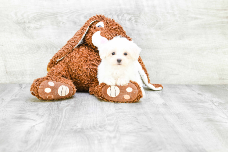 Maltese Pup Being Cute