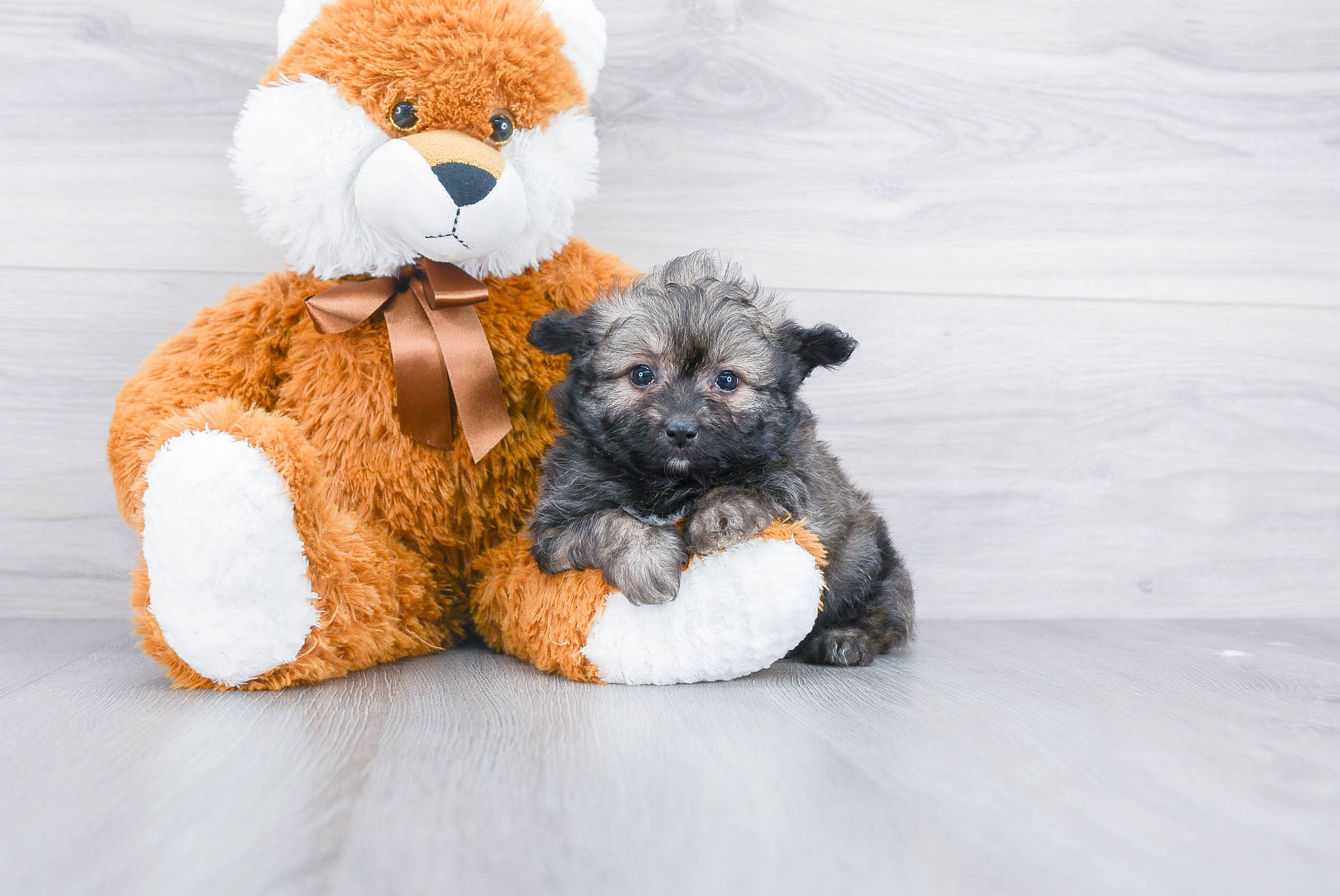 Pomapoo Puppy for Adoption