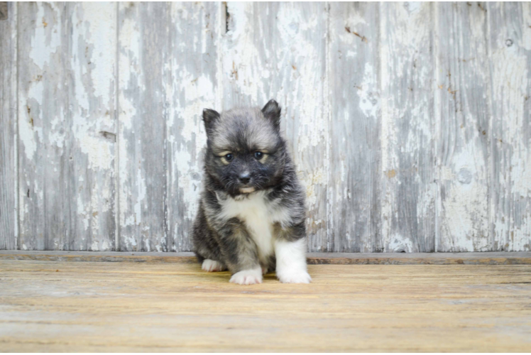 Pomsky Pup Being Cute