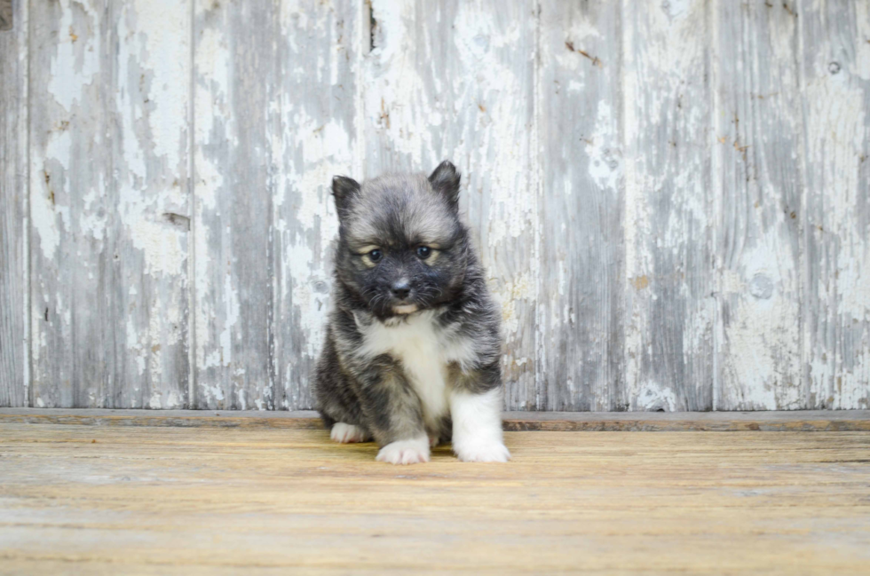 Pomsky Pup Being Cute