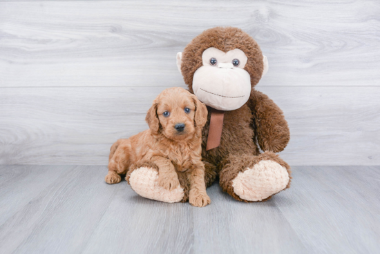 Playful Golden Retriever Poodle Mix Puppy