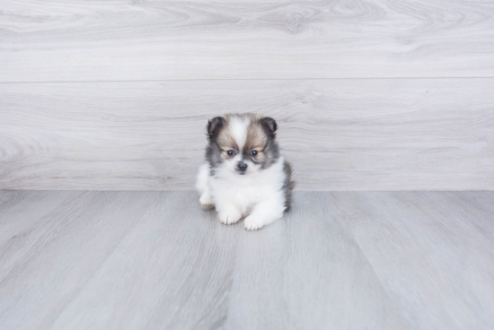 Pomeranian Puppy for Adoption