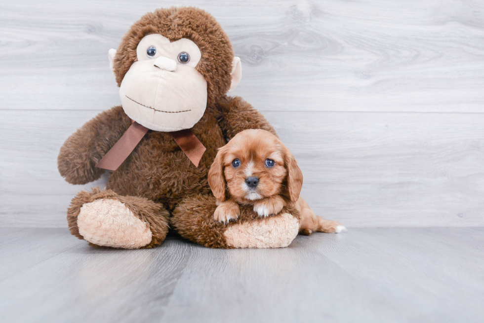 Friendly Cavalier King Charles Spaniel Purebred Pup