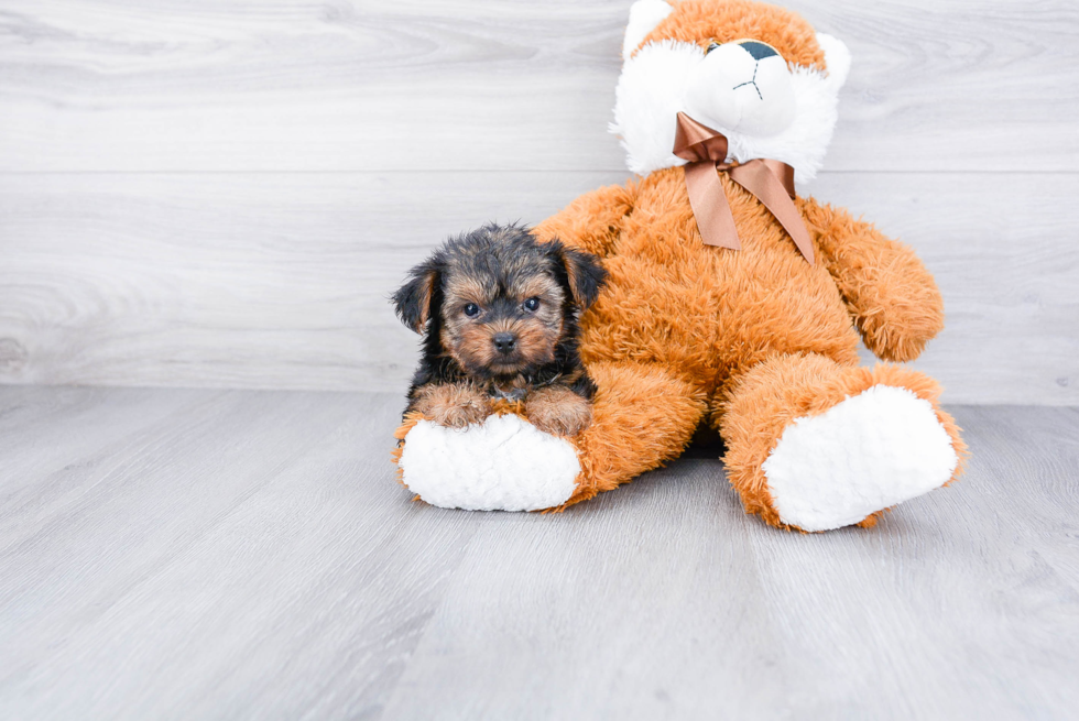 Meet Timmy - our Yorkshire Terrier Puppy Photo 