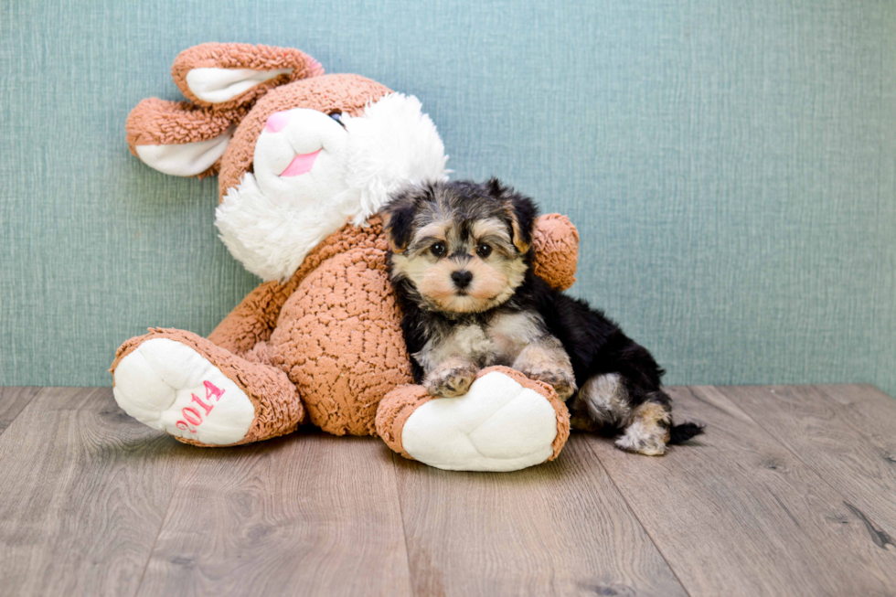 Morkie Puppy for Adoption