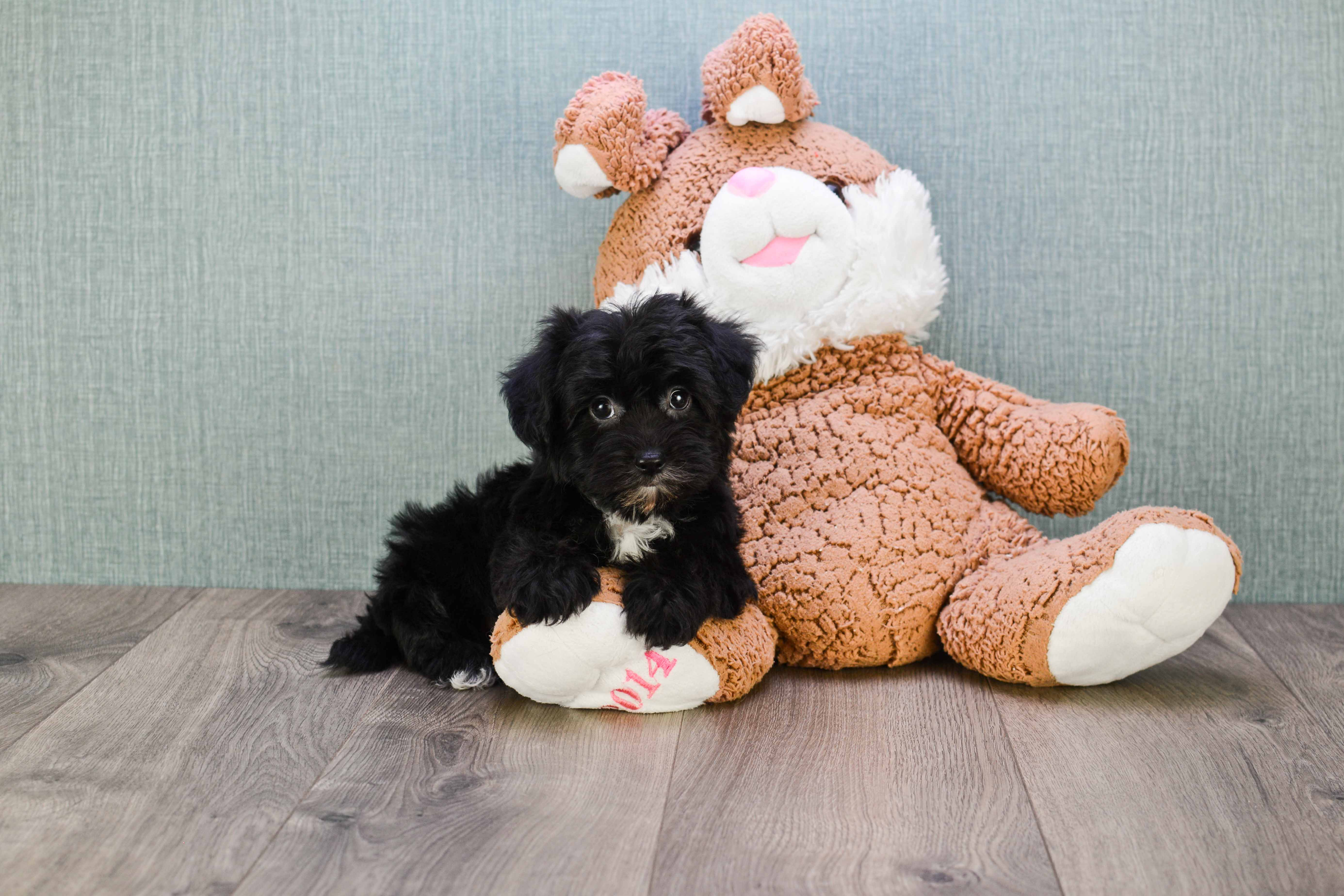 Best Morkie Baby