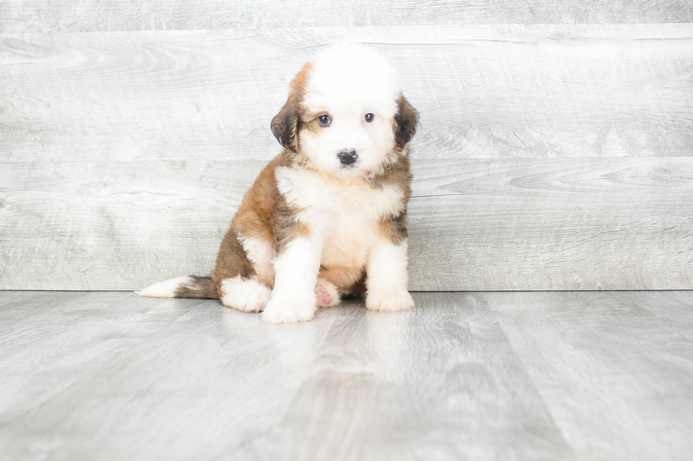 Petite Mini Bernedoodle Poodle Mix Pup