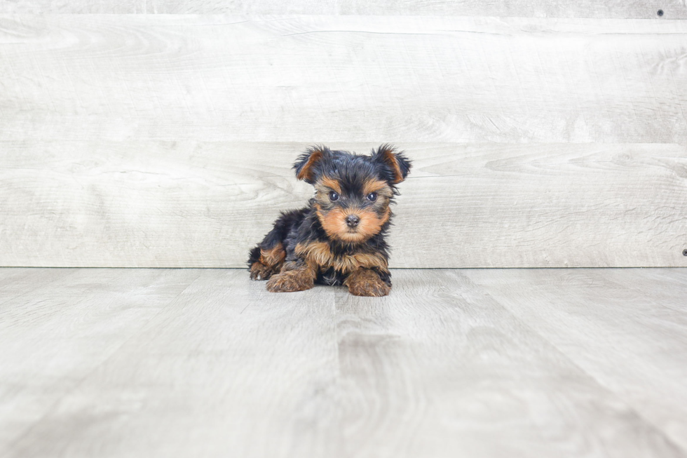 Meet Rudy - our Yorkshire Terrier Puppy Photo 