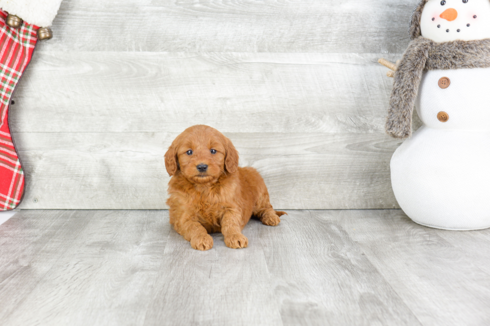 Petite Mini Goldendoodle Poodle Mix Pup