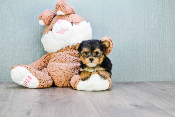 Morkie Pup Being Cute