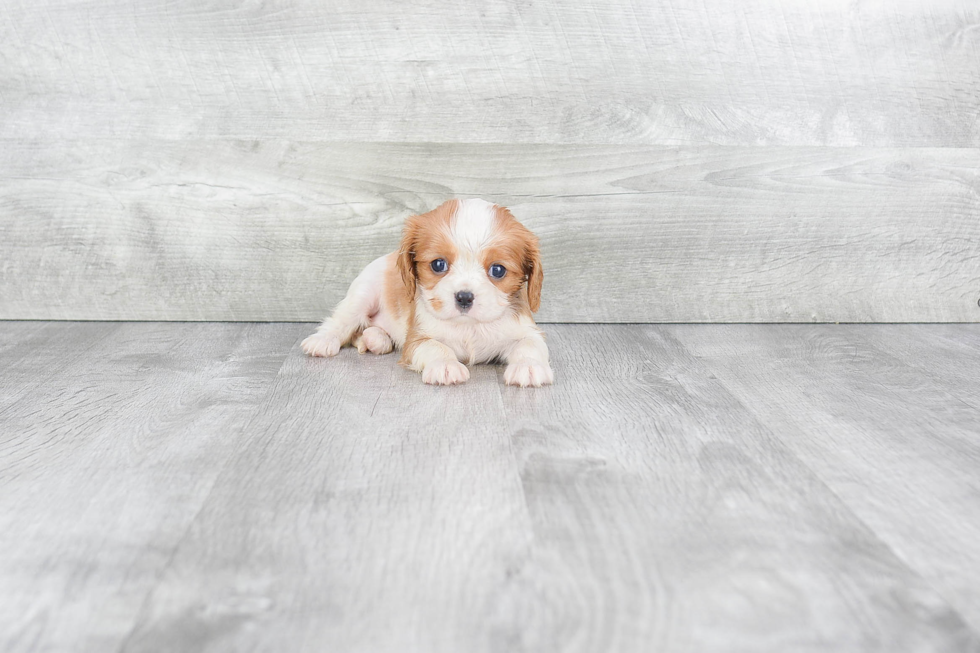 Friendly Cavalier King Charles Spaniel Baby