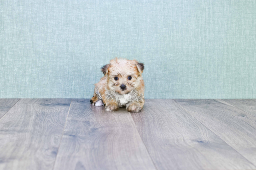 Fluffy Morkie Designer Pup