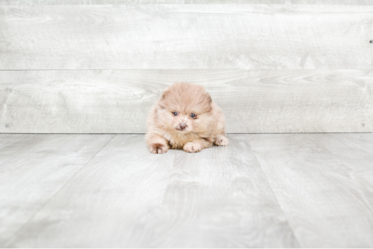 Small Pomeranian Baby