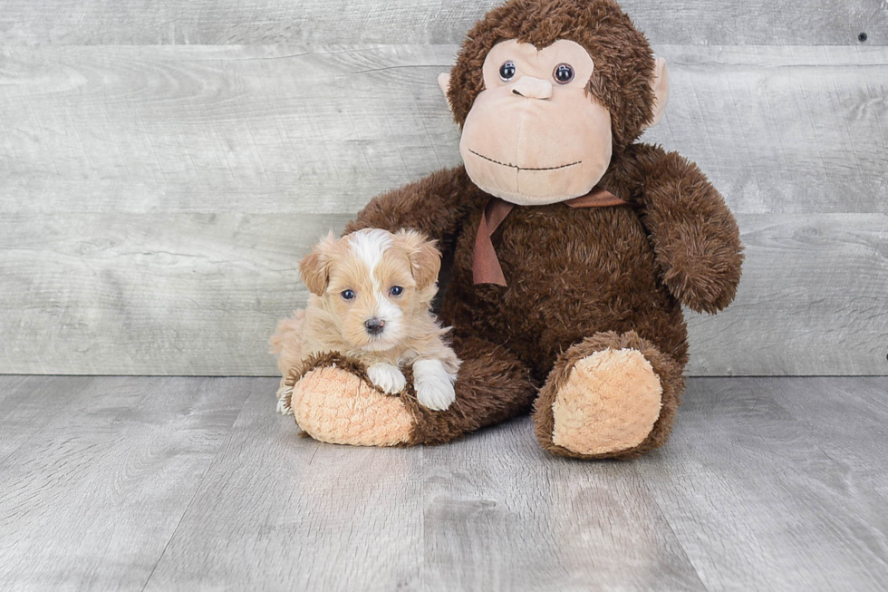 Petite Maltipoo Poodle Mix Pup