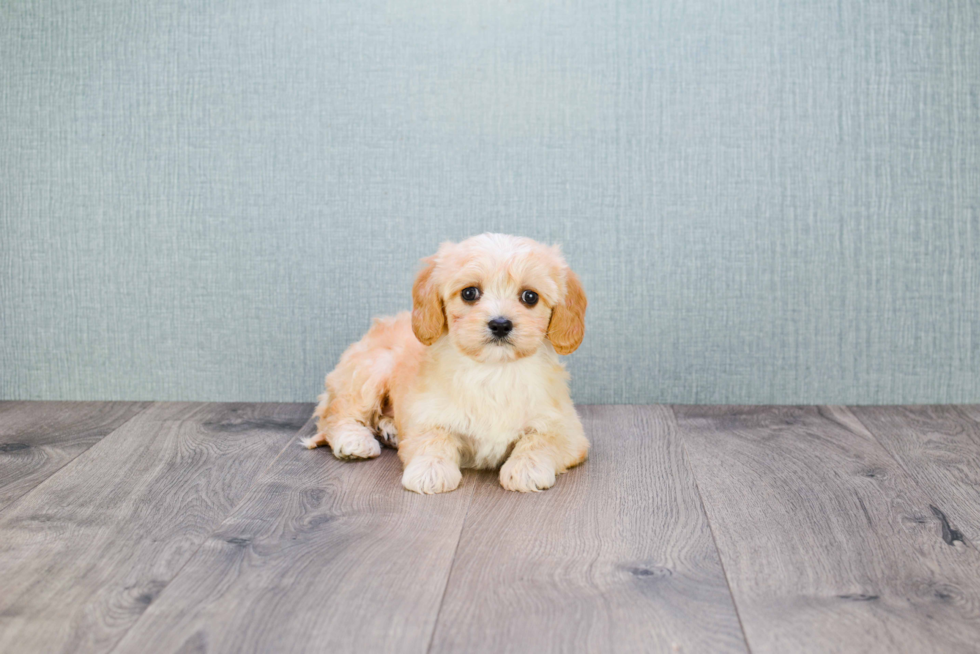 Happy Cavachon Baby