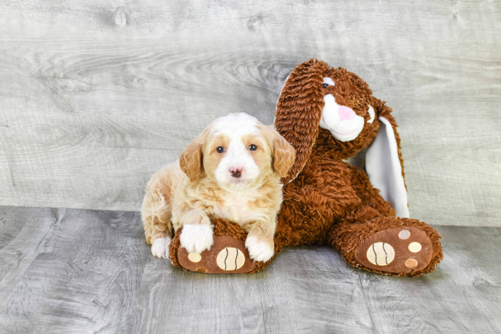 Best Mini Goldendoodle Baby