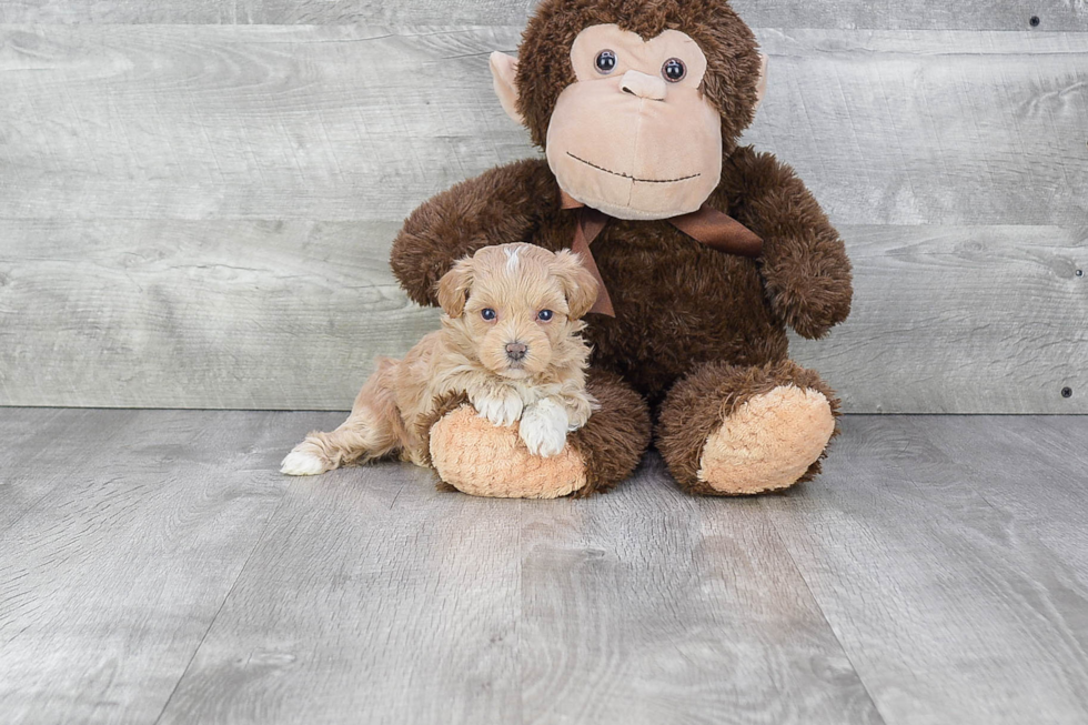 Popular Maltipoo Poodle Mix Pup