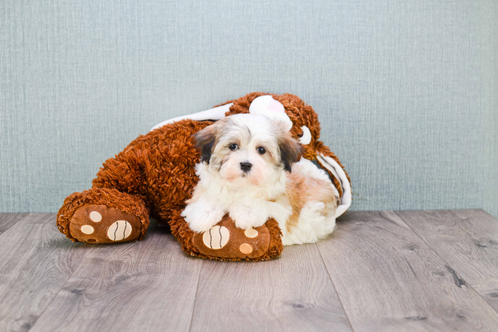 Meet Caitlin - our Havanese Puppy Photo 