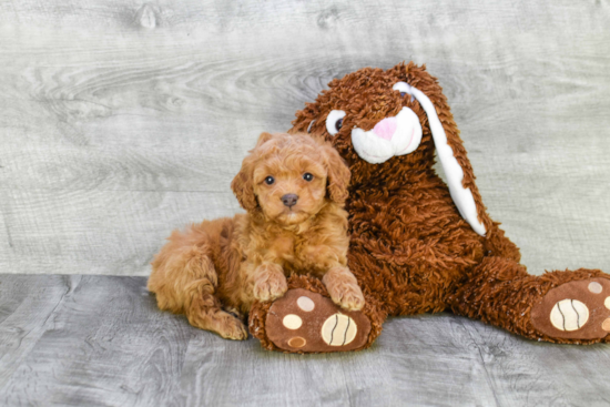 Mini Goldendoodle Pup Being Cute