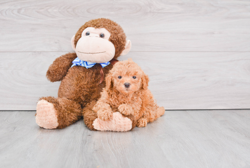 Mini Goldendoodle Puppy for Adoption