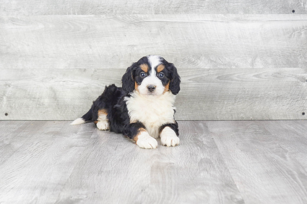 Happy Mini Bernedoodle Baby