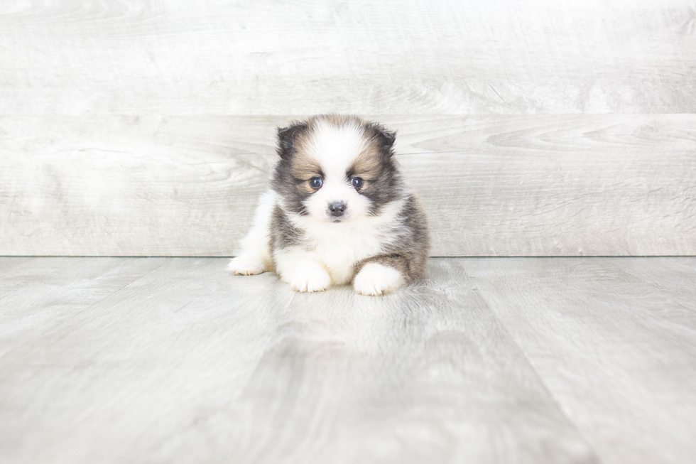 Funny Pomeranian Purebred Pup