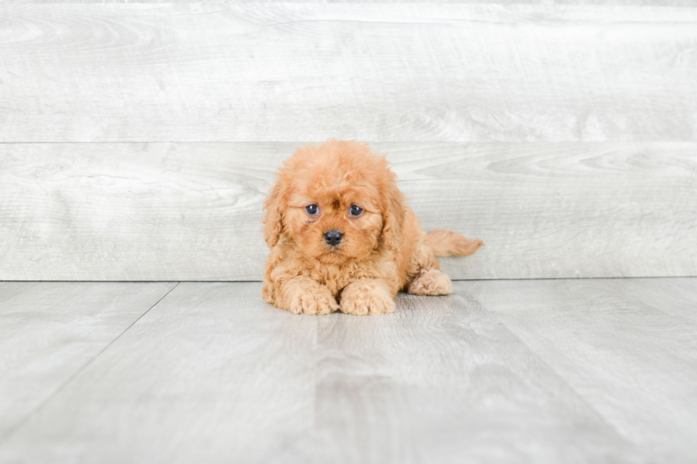 Best Cavapoo Baby