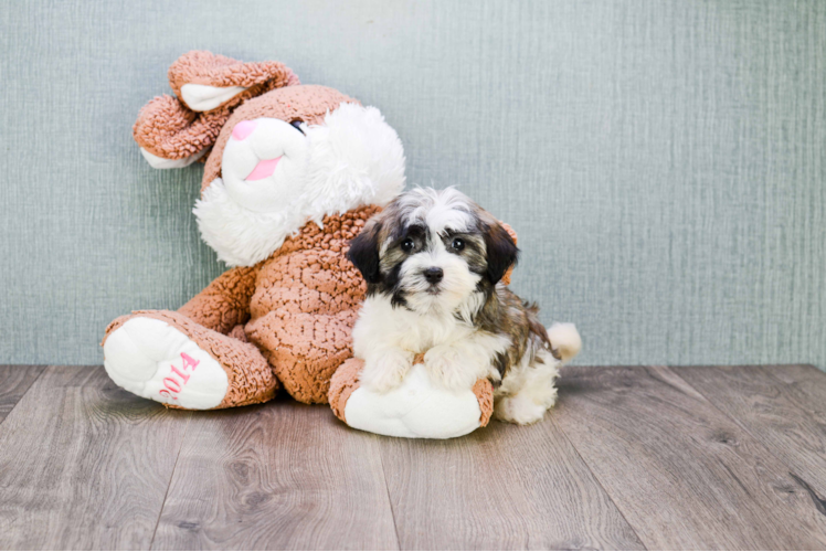 Havanese Puppy for Adoption