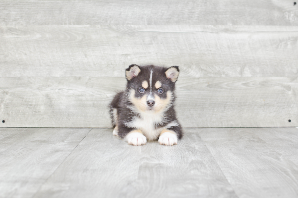 Hypoallergenic Mini Husky Designer Puppy