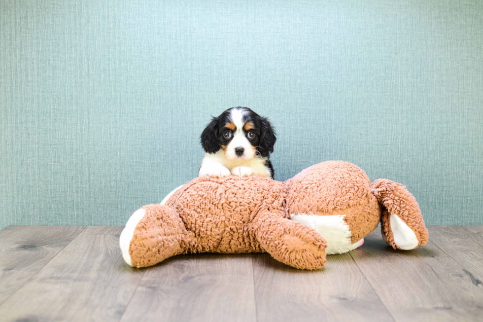 Meet Kate - our Cavachon Puppy Photo 