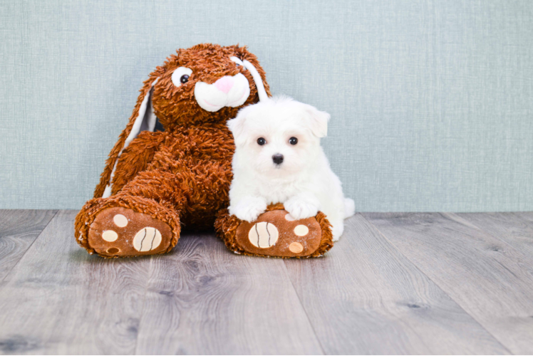 Hypoallergenic Maltese Baby