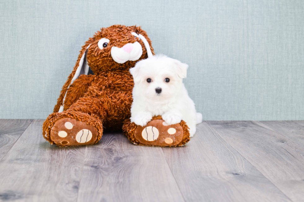 Hypoallergenic Maltese Baby