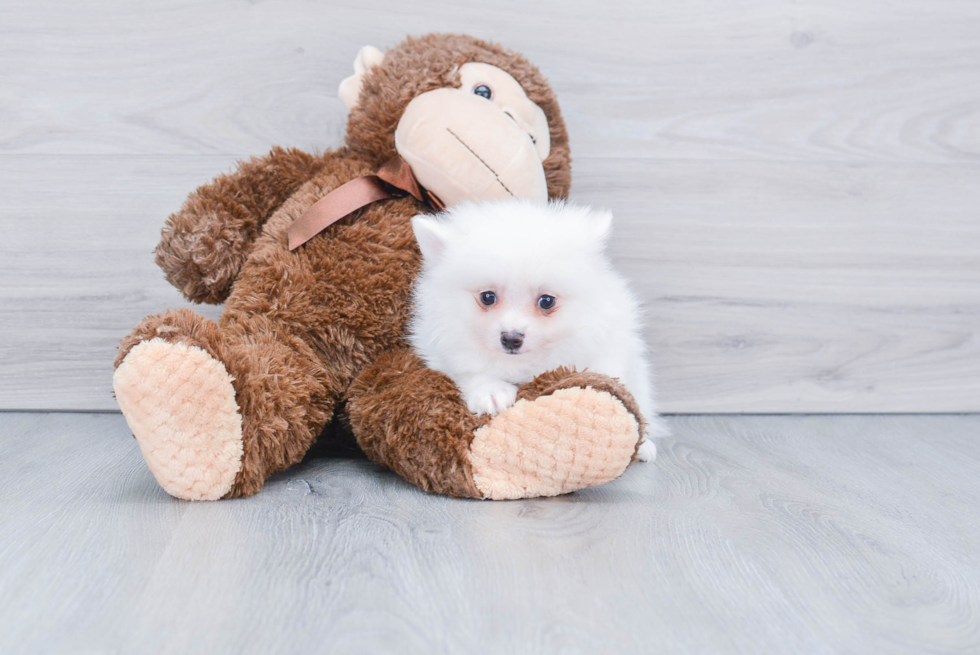 Friendly Pomeranian Purebred Pup