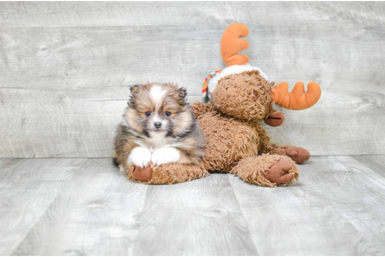 Happy Pomeranian Purebred Puppy