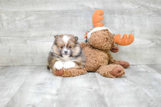 Happy Pomeranian Purebred Puppy