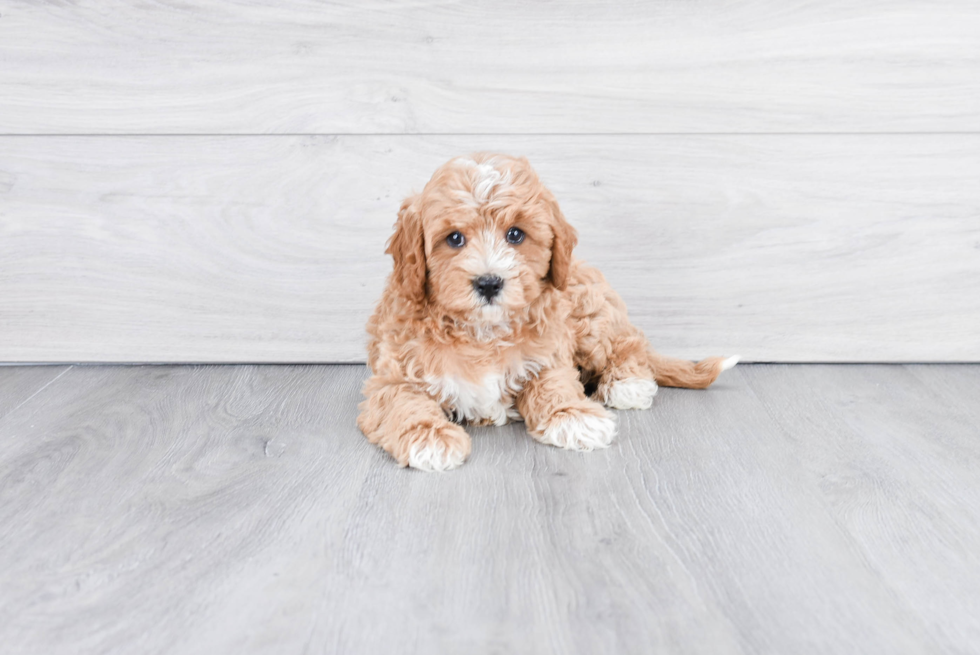 Adorable Cavoodle Poodle Mix Puppy