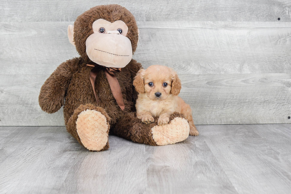 Popular Cavapoo Poodle Mix Pup