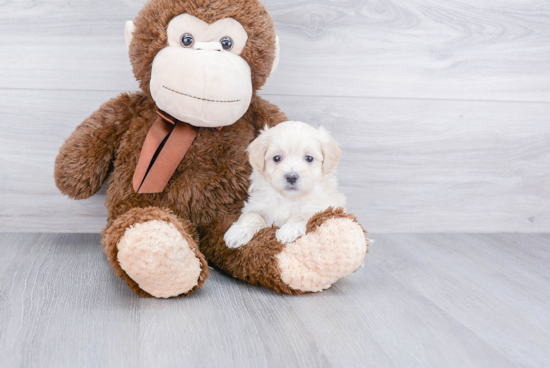 Adorable Maltepoo Poodle Mix Puppy