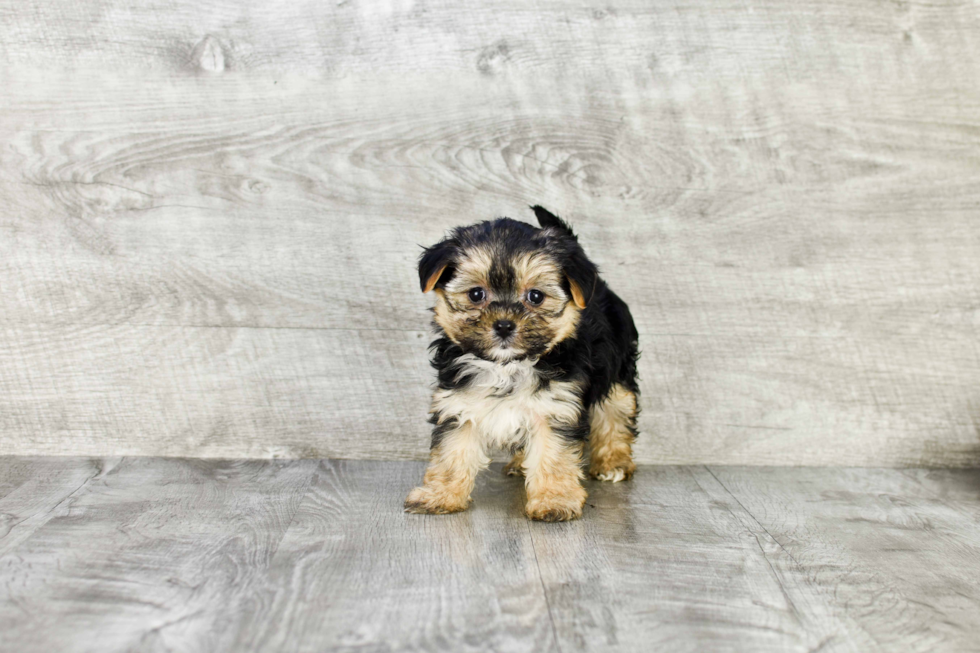 Cute Morkie Baby