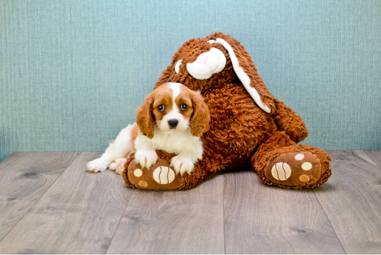 Cavalier King Charles Spaniel Pup Being Cute