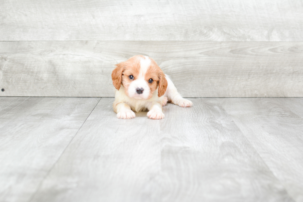 Cavalier King Charles Spaniel Puppy for Adoption