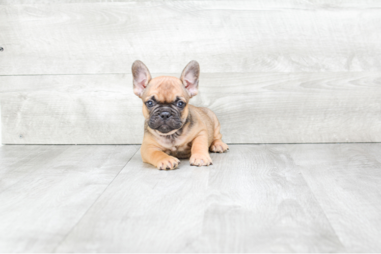 French Bulldog Pup Being Cute