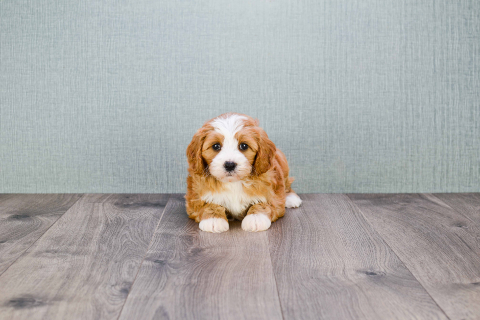 Cute Cavapoo Baby