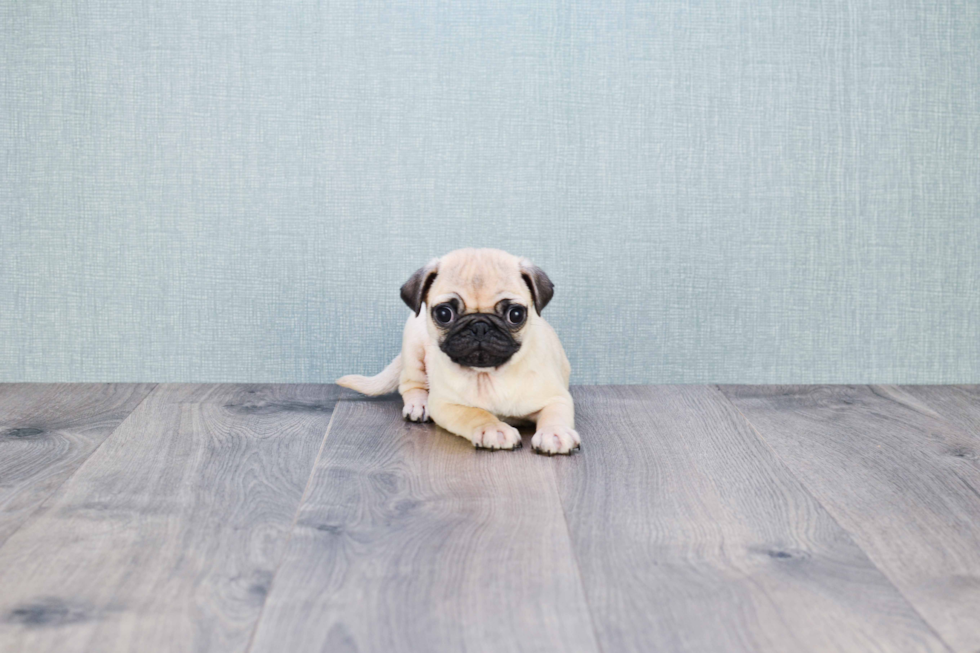 Pug Pup Being Cute