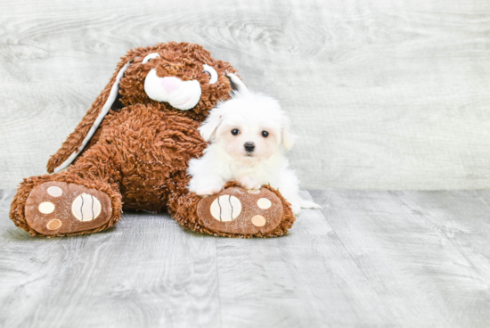 Akc Registered Maltese Purebred Pup