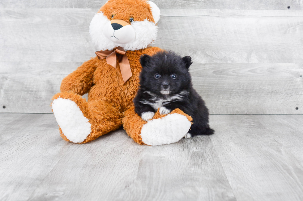 Smart Pomeranian Purebred Puppy