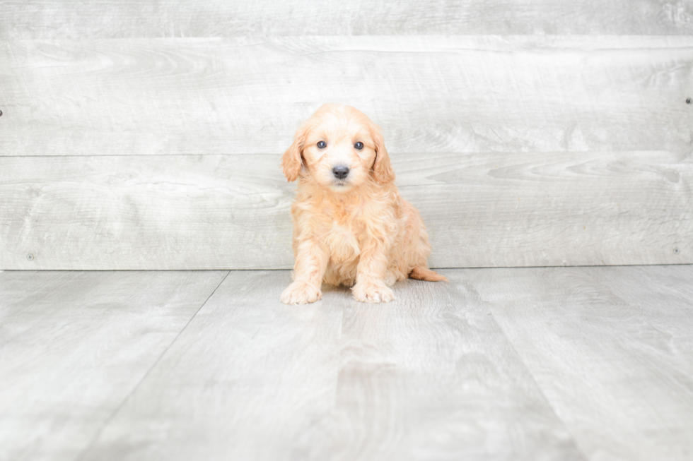 Energetic Golden Retriever Poodle Mix Puppy