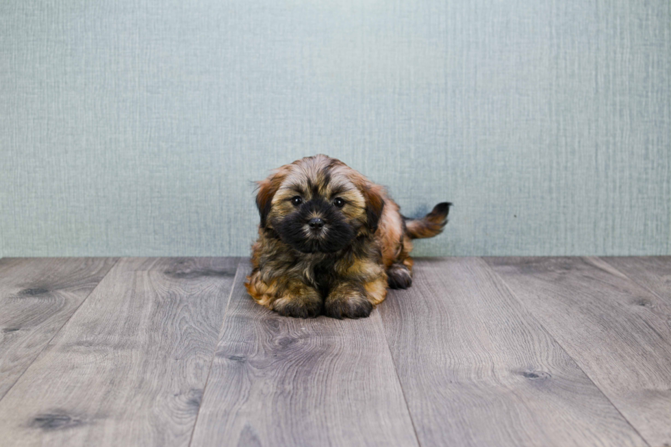 Havanese Pup Being Cute