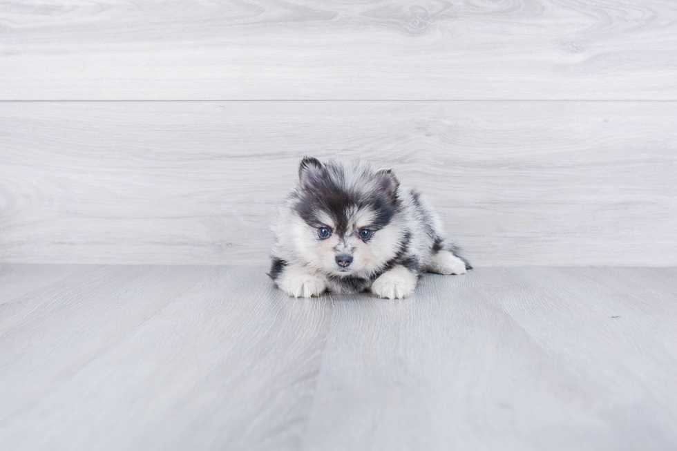 Playful Pomeranian Purebred Pup